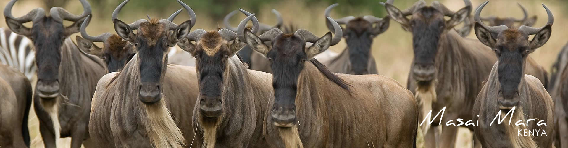 Masai Mara