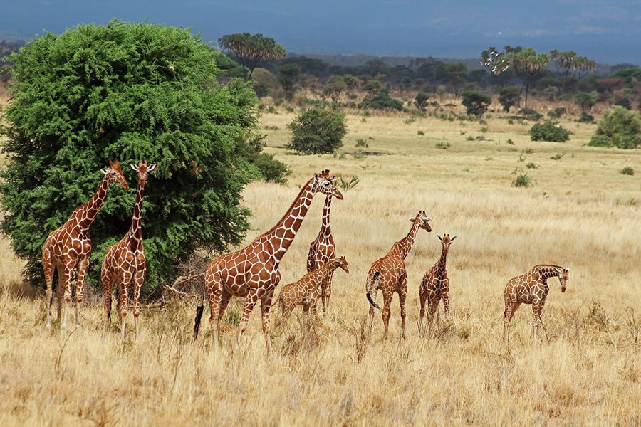 Aberdares, Kenya