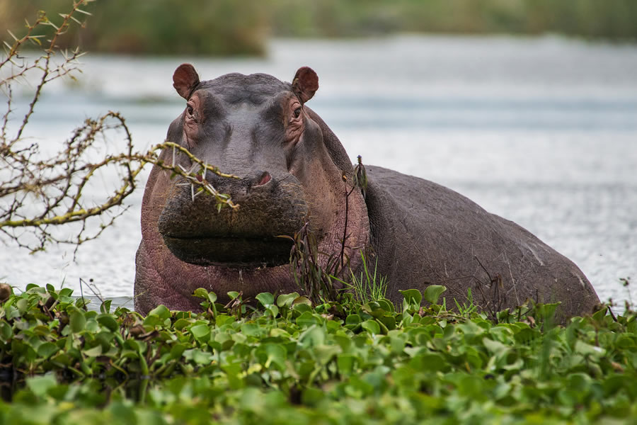 Lake Naivasha, Kenya