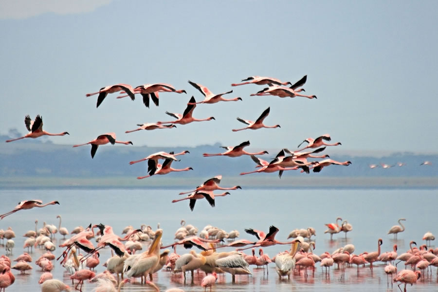 Lake Nakuru, Kenya