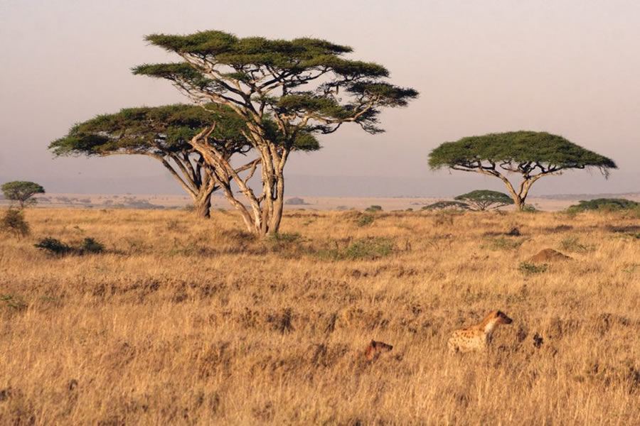 Serengeti, Tanzania