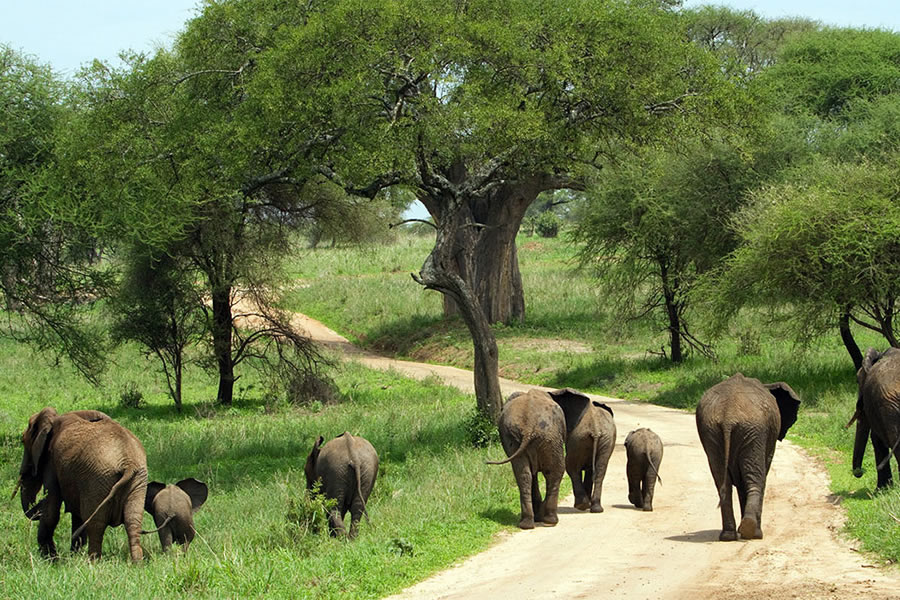 Tarangire, Tanzania