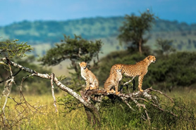 Amboseli