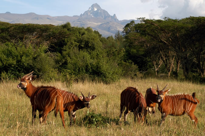 Mt. Kenya