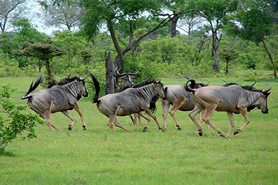 Samburu