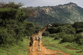 Tsavo