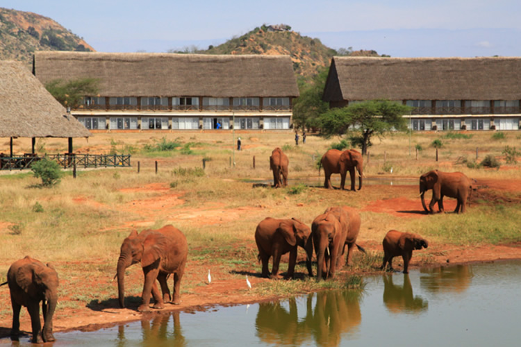 Voi Wildlife Lodge