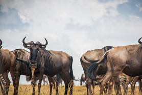 5 Days Masai Mara Migration Tour