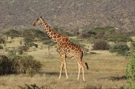 5 Days Samburu-Mt Kenya-Lake Nakuru Safari